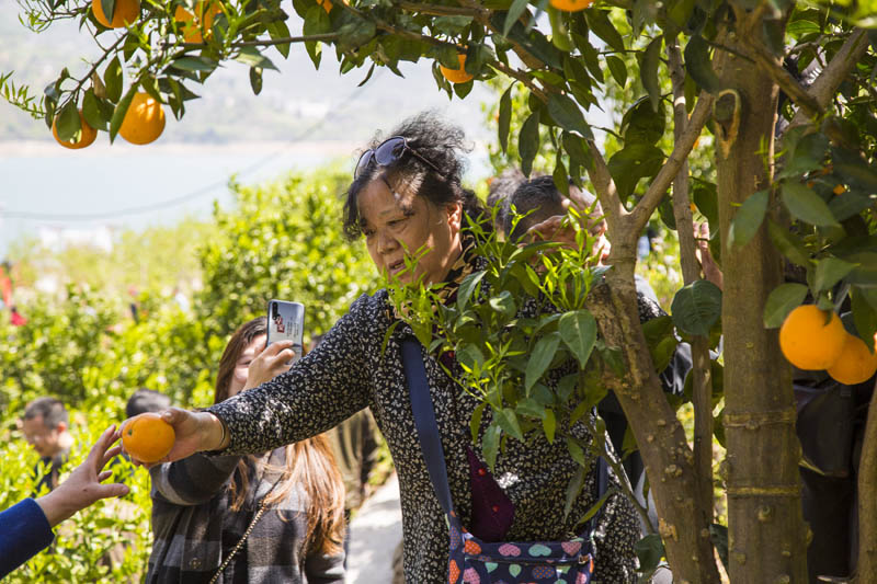 游客在秭归县屈原镇西陵峡村的脐橙园里体验伦晚采摘