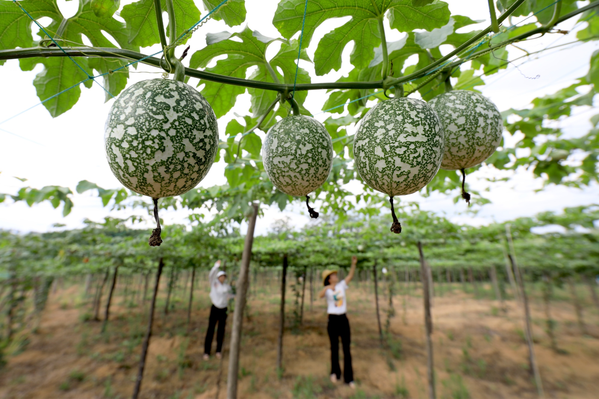 龙胜：吊瓜种植富农家-桂林生活网新闻中心